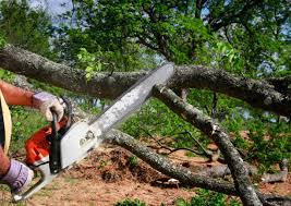 Coraopolis, PA Tree Care Services Company